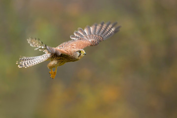 Common kestrel