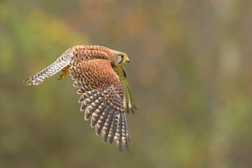 Common kestrel