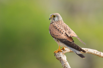 Common kestrel