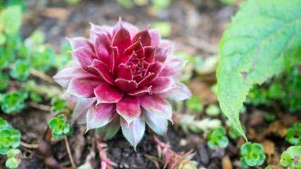 pink flower in the grass