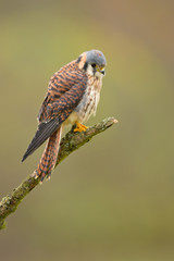American kestrel