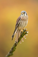 American kestrel