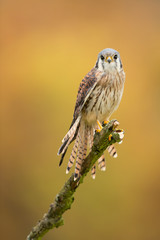 American kestrel
