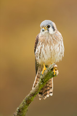American kestrel