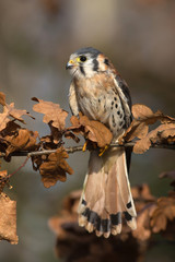 American kestrel
