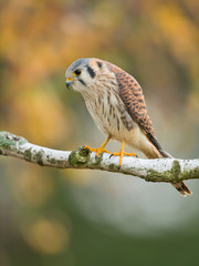 American kestrel