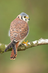 American kestrel
