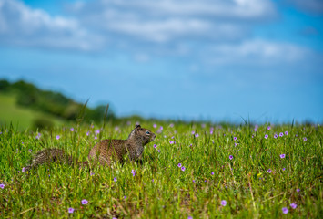 Squirrel on the green field