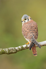 American kestrel