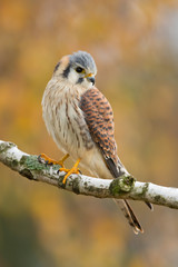 American kestrel