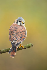 American kestrel