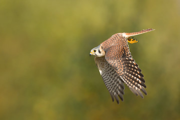 American kestrel
