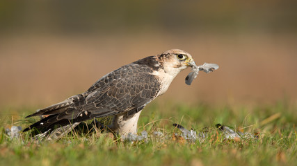  Lanner falcon