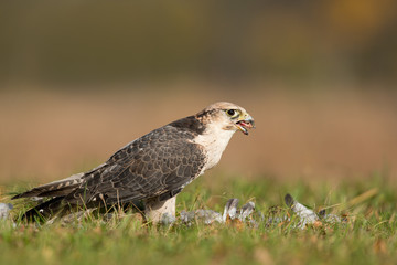  Lanner falcon