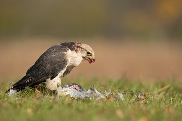  Lanner falcon