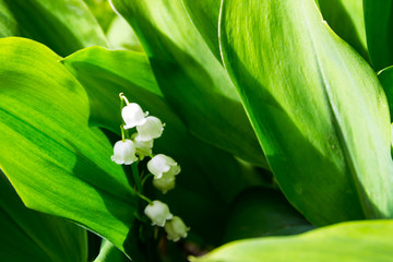 Lily of the valley (Convallaria majalis) white flowers in garden on spring
