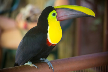 A toucan in the wild, bright bird sitting on a branch