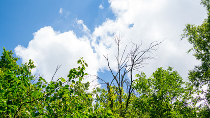 cloudy sky over woods