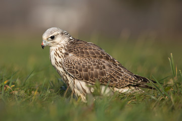 Saker falcon