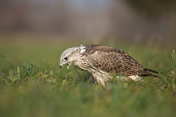 Saker falcon