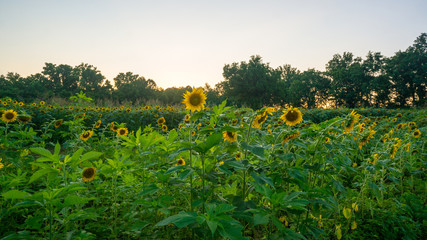 field of sunflowers - obrazy, fototapety, plakaty