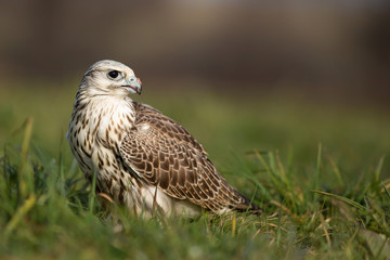 Saker falcon
