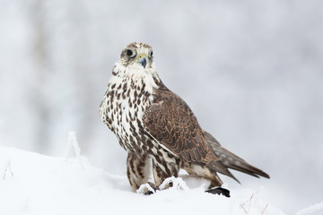 Saker falcon