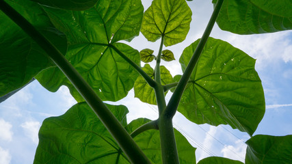 beanstalk looking squash