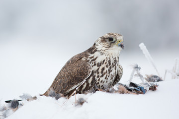 Saker falcon