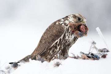 Saker falcon