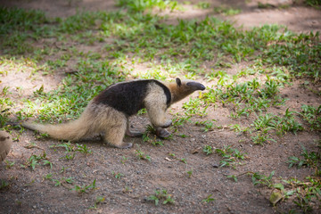 Ant-eater walking on the grass. Wildlife animals of Costa-Rica