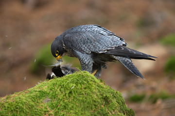 Peregrine falcon