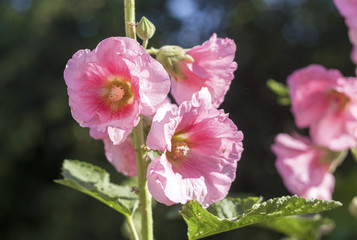 Malva flowering