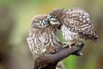 Two little owls (Athene noctua) sitting on a stick pressed against each other.