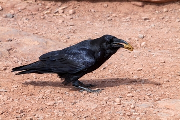 A black crow eats the food it has found