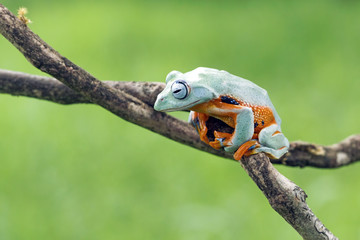 Tree frog, flying frog, javan tree frog