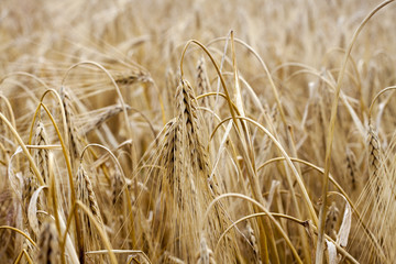 wheat field