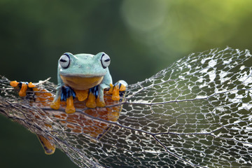 Obraz premium Tree frog, flying frog, javan tree frog