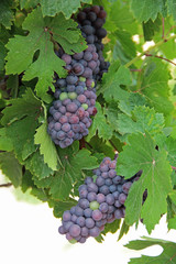 Grape vines with black grapes. Vineyard. Turkey.