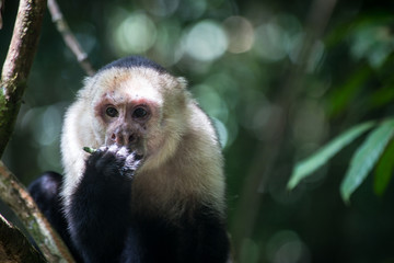 Naklejka premium A monkey in the jungle of Costa-Rica, wildlife animals of Costa-Rica