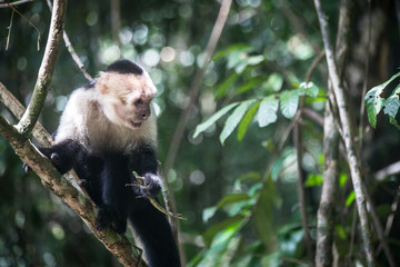 Naklejka premium A monkey in the jungle of Costa-Rica, wildlife animals of Costa-Rica