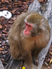 The image of monkey