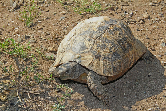 Testudo hermanni typical Mediterranean turtle walked on earth.