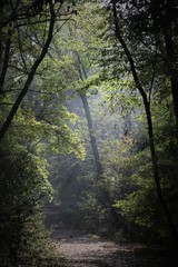 Obraz premium Foresta