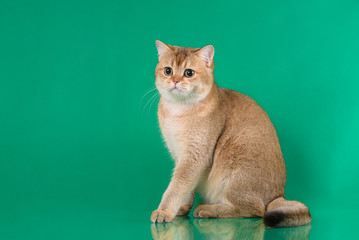British shorthair young catof gold color, britain kitten sitting on green background with reflection on floor