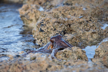 coconut octopus underwater portrait
