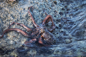 coconut octopus underwater portrait
