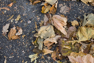 Autumn fallen leaves in on the asphalt useful for texture or background