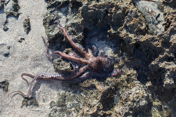 coconut octopus underwater portrait
