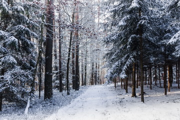 Countryside road in winter forest in national park “Sumava”, Czech Republic.
